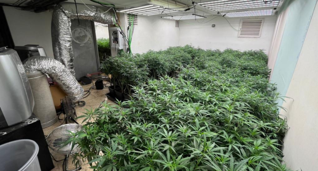 Encuentran una plantación de marihuana en un club de alterne abandonado