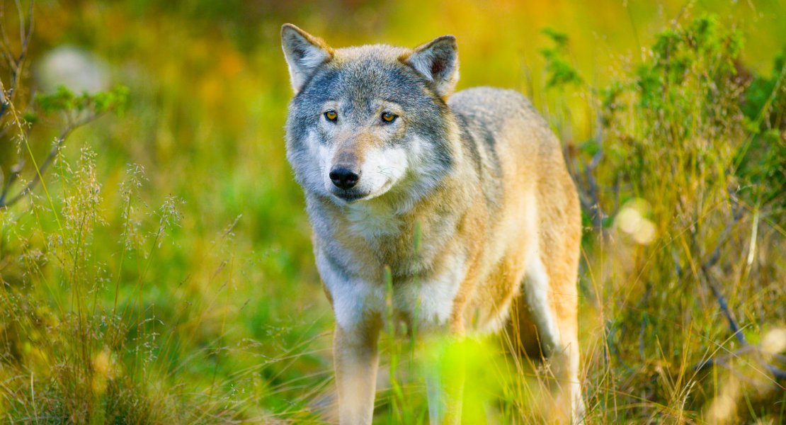 Piden al Gobierno que se posicione ante la propuesta de Europa de rebajar la protección del lobo