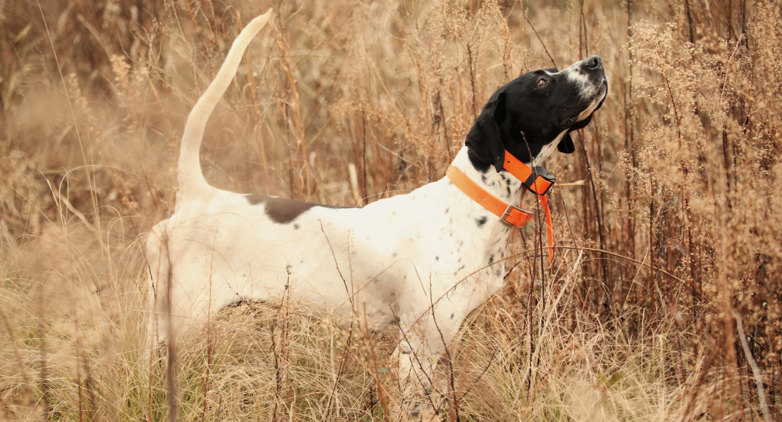 Abierto el plazo de inscripción para el Campeonato de Extremadura de Perros de Muestra