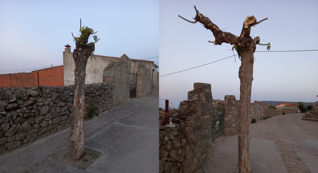 Un ayuntamiento extremeño nominado a un premio por sus malas prácticas en zonas verdes