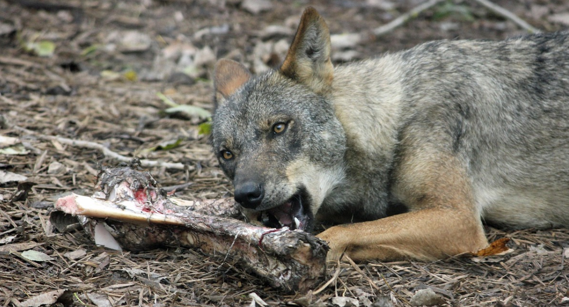 FEDEXCAZA y ASAJA luchan contra la introducción artificial del lobo en Extremadura