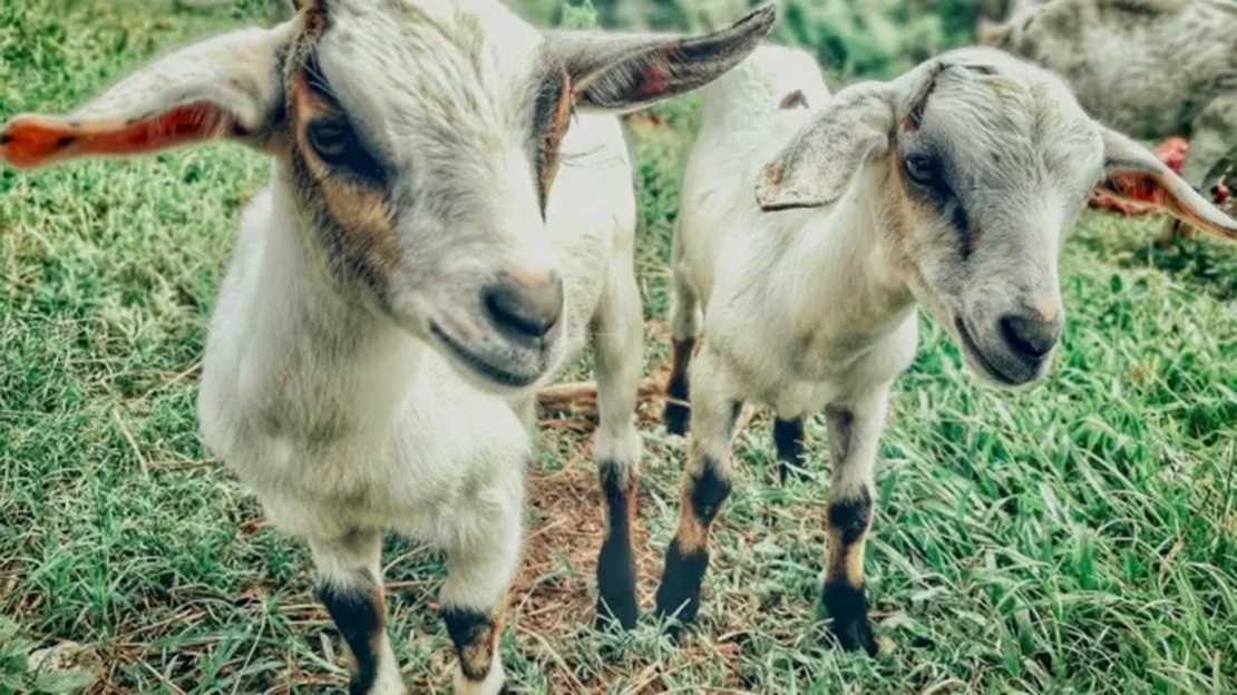 El Cabrito de Extremadura ya forma parte de la IGP de la Unión Europea