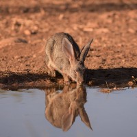 La propuesta de FEDEXCAZA para recuperar el conejo de monte en Extremadura