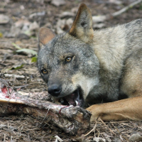 FEDEXCAZA y ASAJA luchan contra la introducción artificial del lobo en Extremadura