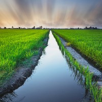 Anuncian protestas de agricultores "para evitar la ruina de los productores extremeños"