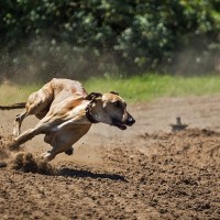 Manifestación en contra de la caza con perros