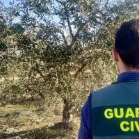 Tres hombres y una mujer investigados por el robo de aceitunas en Extremadura