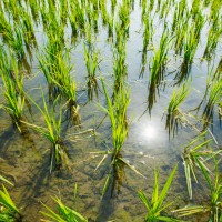 Exigen anular como 'ZEPA' los arrozales de Palazuelo y Guadalperales