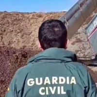 Destruyen casi 30.000 kilos de aceituna sin origen en Extremadura