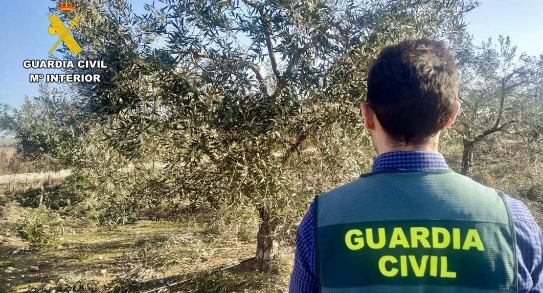 Tres hombres y una mujer investigados por el robo de aceitunas en Extremadura