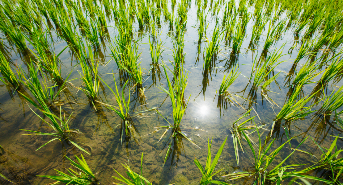 Exigen anular como 'ZEPA' los arrozales de Palazuelo y Guadalperales