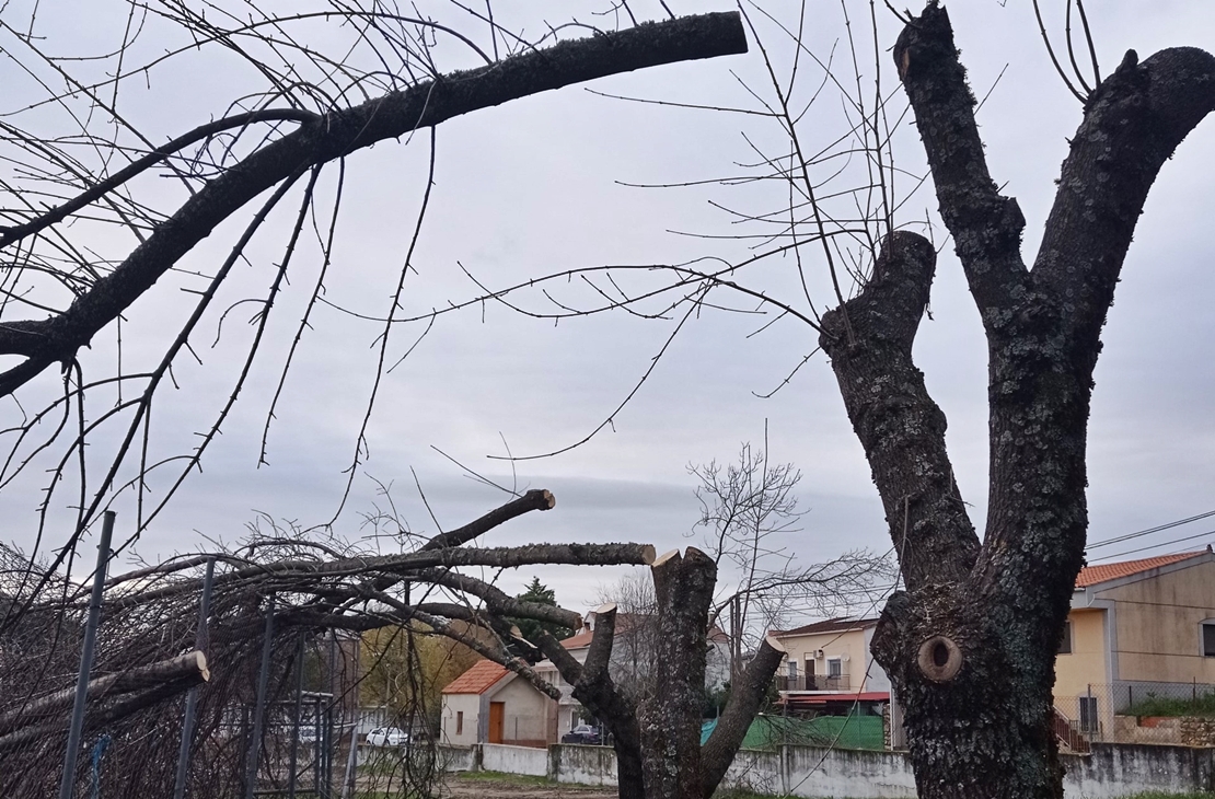 Nuevo municipio extremeño nominado por destrozos en el arbolado
