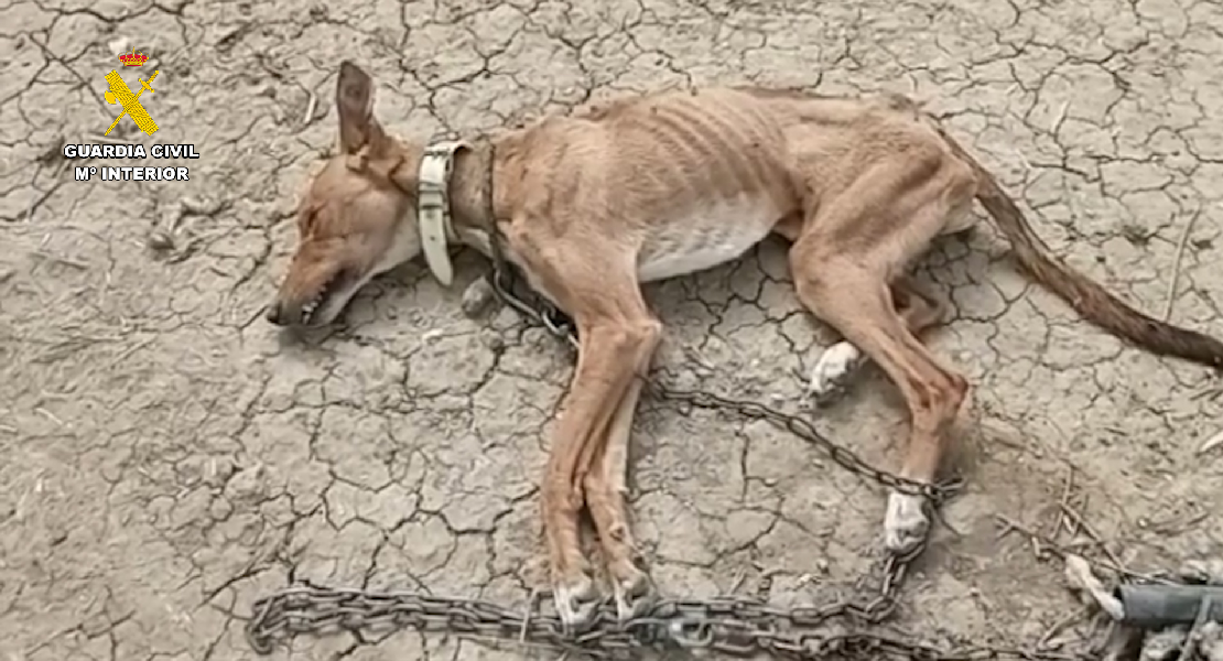 Gran operación de Guardia Civil contra el maltrato animal: rescatan a 111 animales