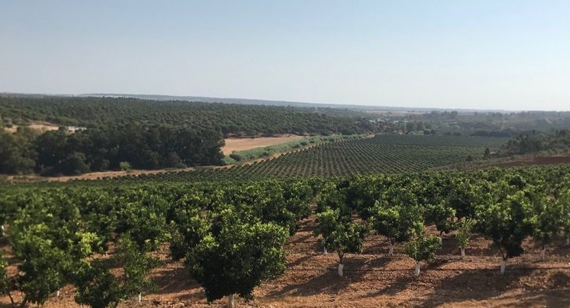 La Junta podría tener noticias este miércoles sobre la situación del regadío de Tierra de Barros