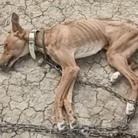 Gran operación de Guardia Civil contra el maltrato animal: rescatan a 111 animales