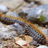 La “peligrosa” plaga de procesionaria llega en pleno invierno