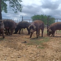 Se celebra en Badajoz una nueva subasta de ganado porcino de raza DUROC