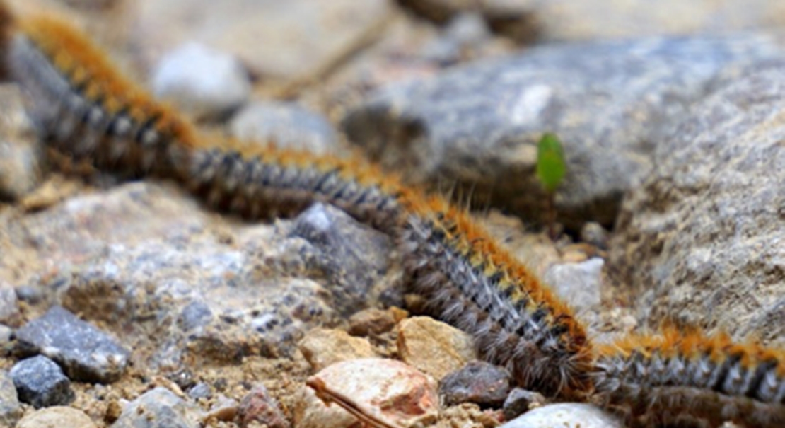 La “peligrosa” plaga de procesionaria llega en pleno invierno