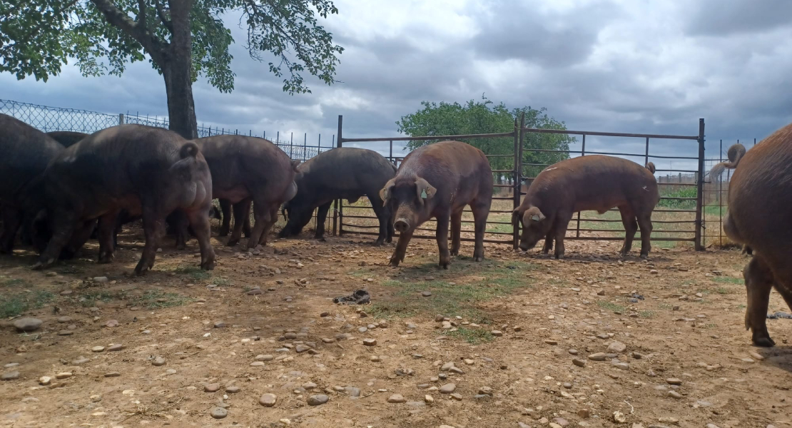 Se celebra en Badajoz una nueva subasta de ganado porcino de raza DUROC