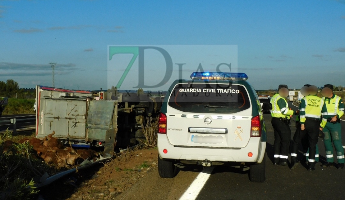 Mueren más de 15 animales tras un accidente de un tráiler en la A-5