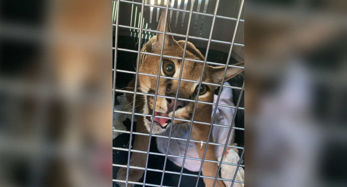 Guardia Civil interviene un ejemplar de lince africano en el jardín de una vivienda