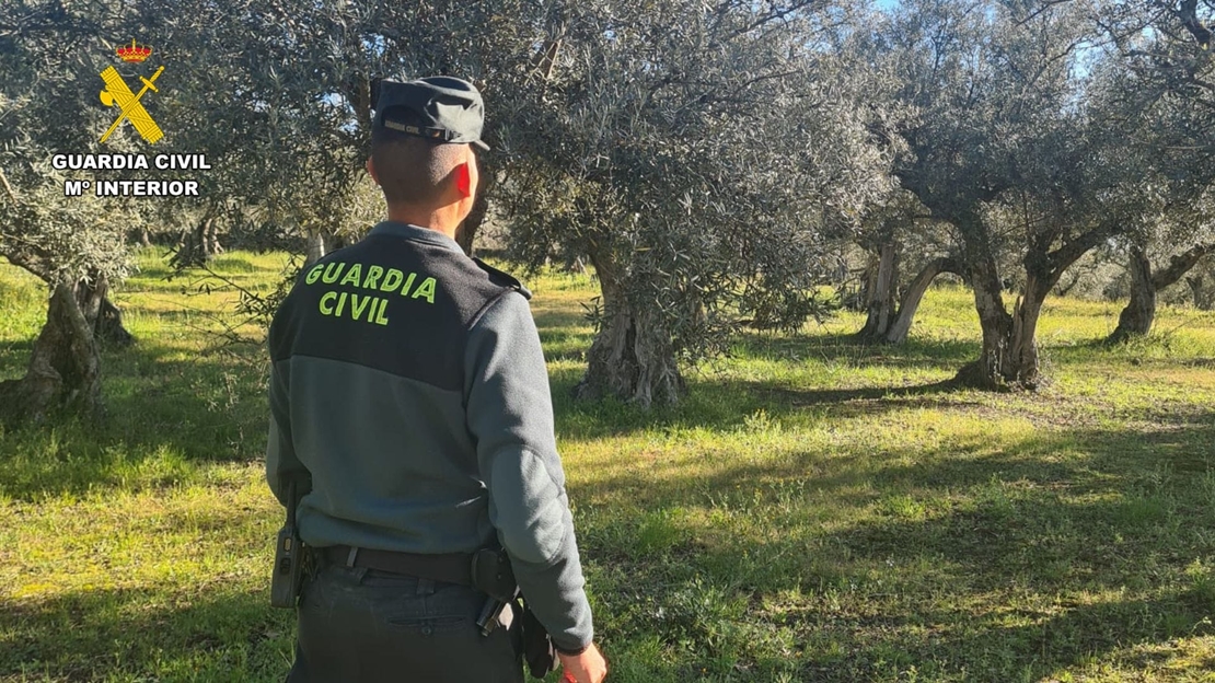 Investigado por sustraer más de 5.000 kg de aceitunas en la Comarca de la Vera