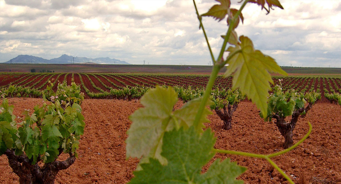 Finaliza el plazo para asegurar la campaña de uva de vino en Extremadura