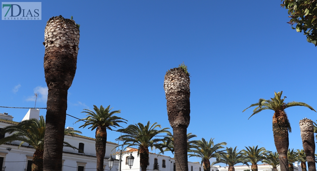 Persiste el problema del picudo rojo en Extremadura