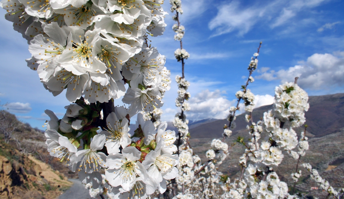 El Valle del Jerte ya está en flor