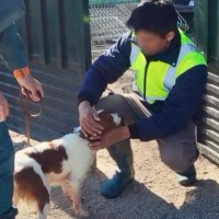 Investigan a un vecino de Don Benito por abandonar y simular la muerte de su perro