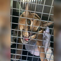 Guardia Civil interviene un ejemplar de lince africano en el jardín de una vivienda