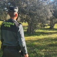 Investigado por sustraer más de 5.000 kg de aceitunas en la Comarca de la Vera