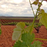 Finaliza el plazo para asegurar la campaña de uva de vino en Extremadura