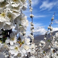 El Valle del Jerte ya está en flor