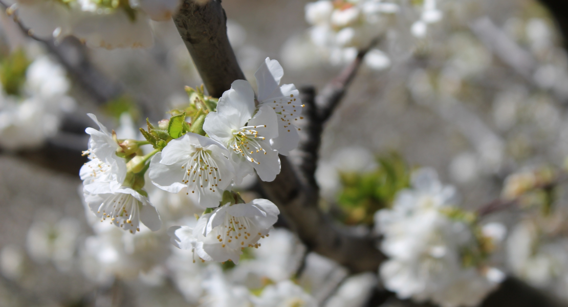 El cerezo en flor: reclamo turístico para la región extremeña