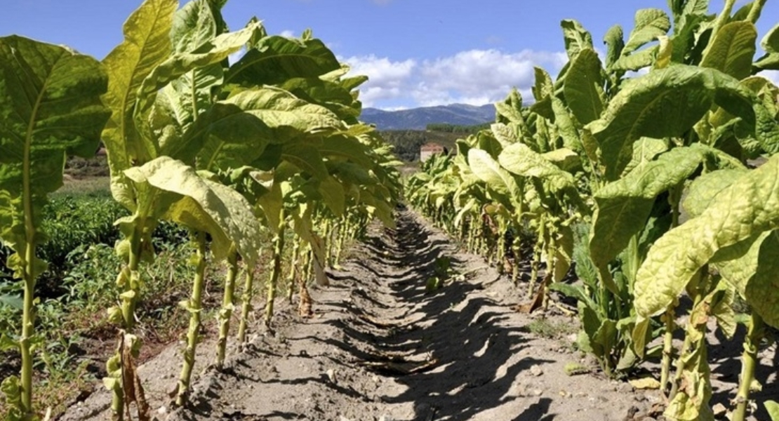 Anuncian protestas en el campo extremeño si no se toman en cuenta a los tabaqueros