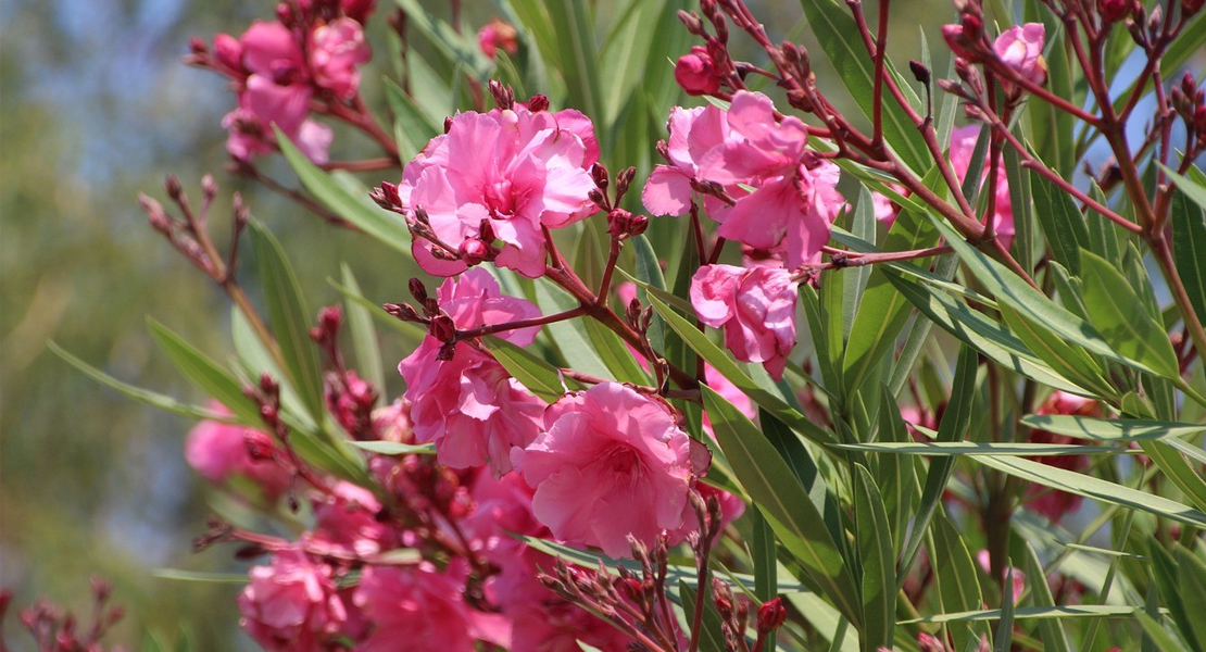 La Diputación reparte flores entre los pueblos de Badajoz para embellecerlos