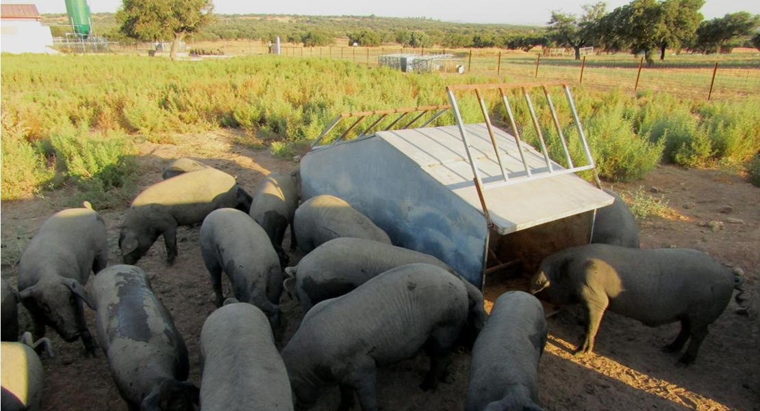 Investigadores mejoran la calidad de la carne de cerdo ibérico en Extremadura