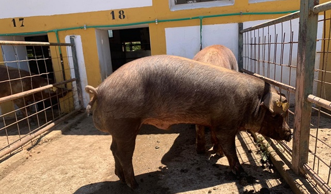 Subasta de 23 machos de ganado porcino de la raza Duroc