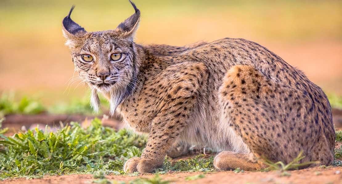 El lince ibérico se aleja del riesgo de extinción