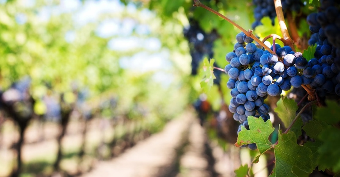 La Junta alaba la labor de los viticultores extremeños
