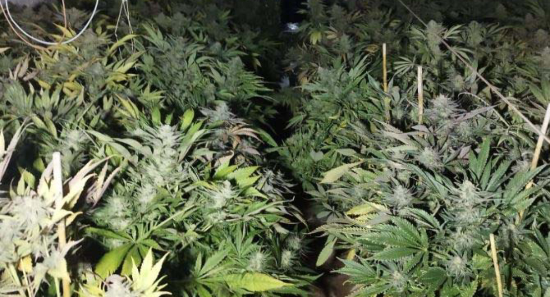 Detienen a un pacense: pinchaba la luz para mantener casi 300 plantas de Marihuana