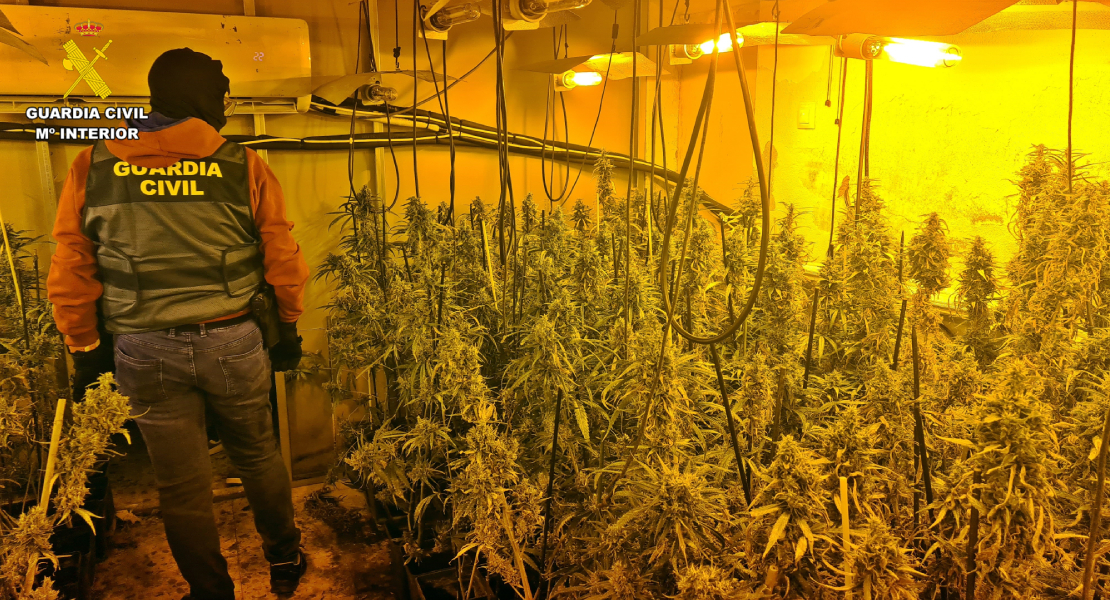 Detenido un okupa que tenía más de 600 plantas de marihuana y la luz pinchada en Extremadura