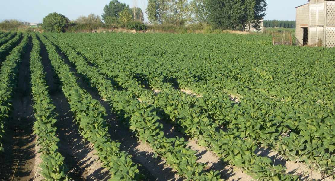 Publicada la propuesta de liquidación provisional de pago del primer año de la ayuda a la producción integrada del tabaco