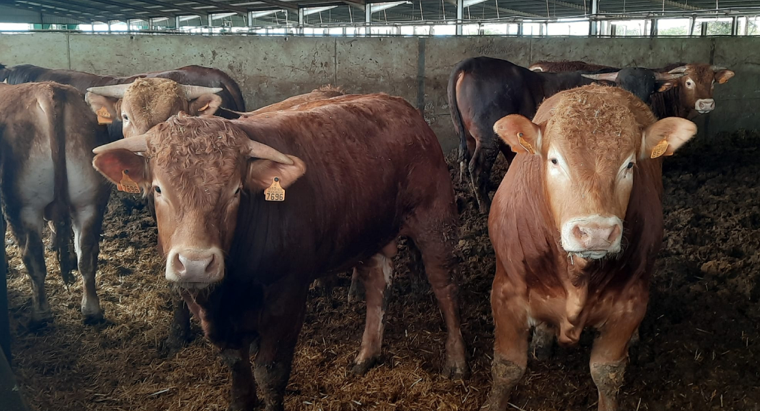 UPA-UCE: “La ganadería inicia su recuperación tras años de problemas gracias a la climatología y los precios”