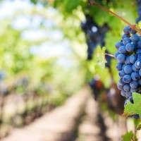 La Junta alaba la labor de los viticultores extremeños