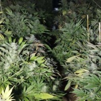 Detienen a un pacense: pinchaba la luz para mantener casi 300 plantas de Marihuana