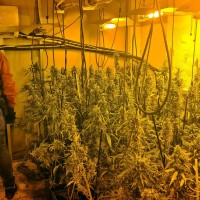 Detenido un okupa que tenía 646 plantas de marihuana y la luz pinchada en Extremadura