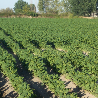 La Junta avanza en el pago del primer año de la ayuda a la producción integrada del tabaco