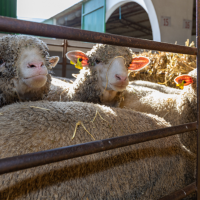 56 ganaderías extremeñas habrían cobrado menos por el 'cártel de la leche'